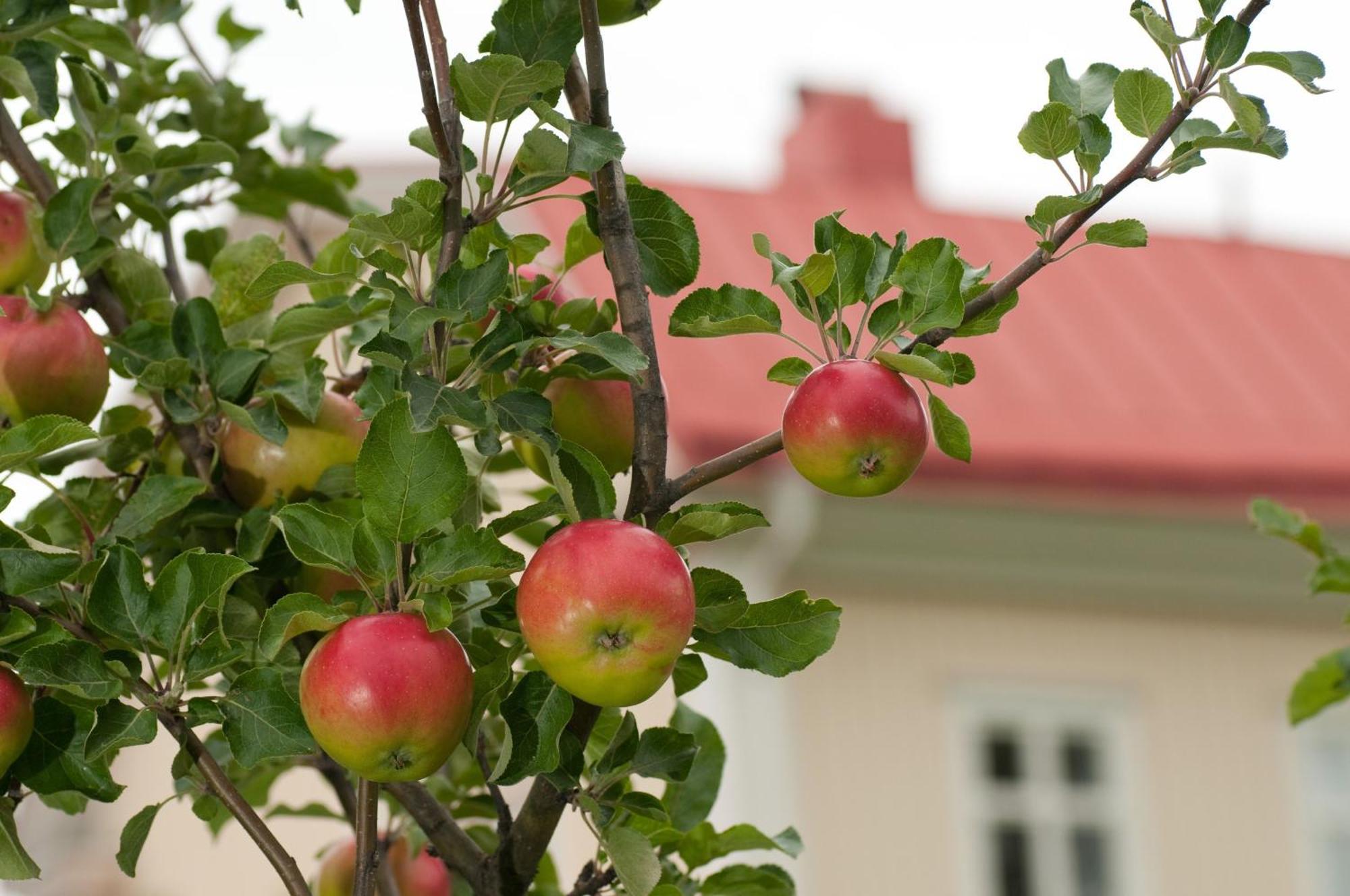 Stiftsgarden Hostel Skellefteå Zewnętrze zdjęcie